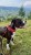 IMG_2221.jpeg