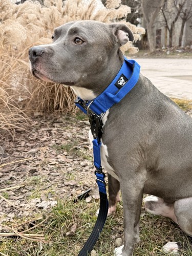 obroża z rączką-Photoroom.jpg