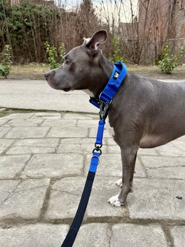 mocna smycz dla psa-Photoroom.jpg