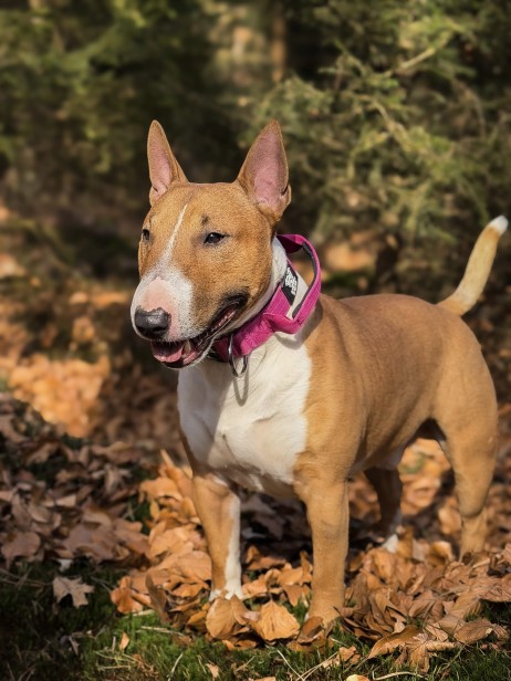 obroża dla bulteriera.jpeg