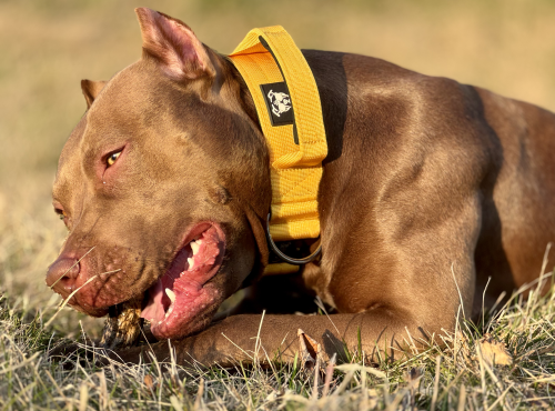 żółta obroża extreme.png