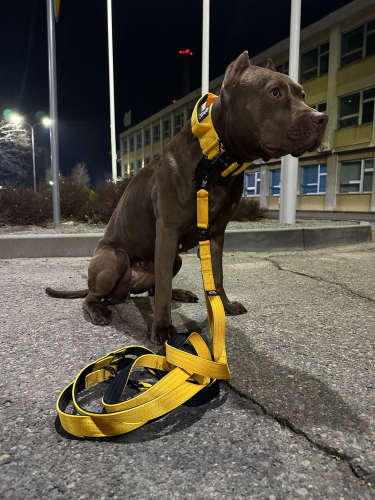 mocna smycz dla pitbulla.png