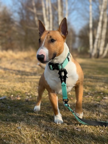 smycz dla silnego psa.JPG