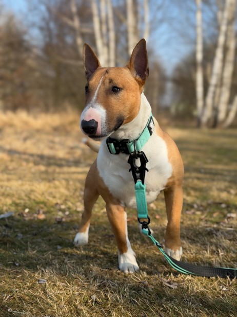 smycz dla silnego psa.JPG