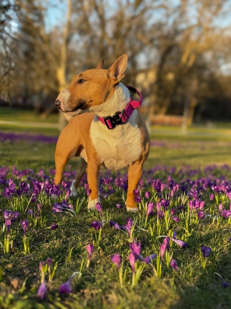staffystaff obroża extreme.JPG