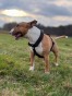 IMG_8068.jpeg