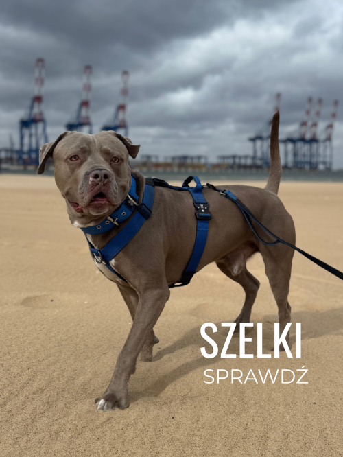 mocne szelki guard dla amstaffa