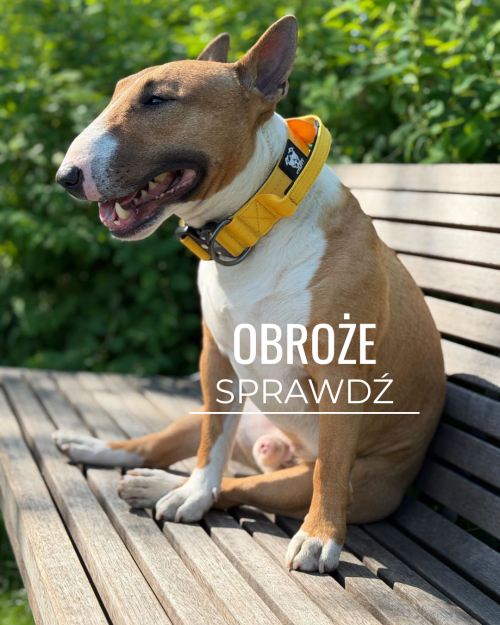 szeroka obroża dla bulteriera