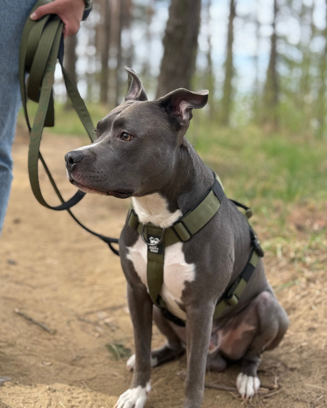 mocne szelki guard dla amstaffa