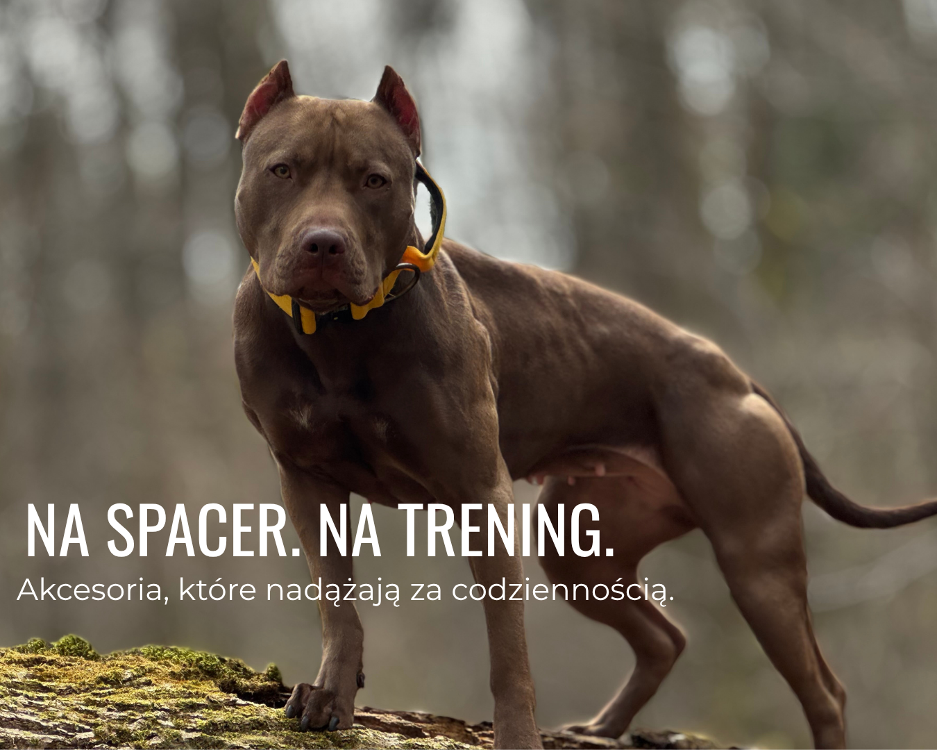 mocna obroża z rączką staffystaff