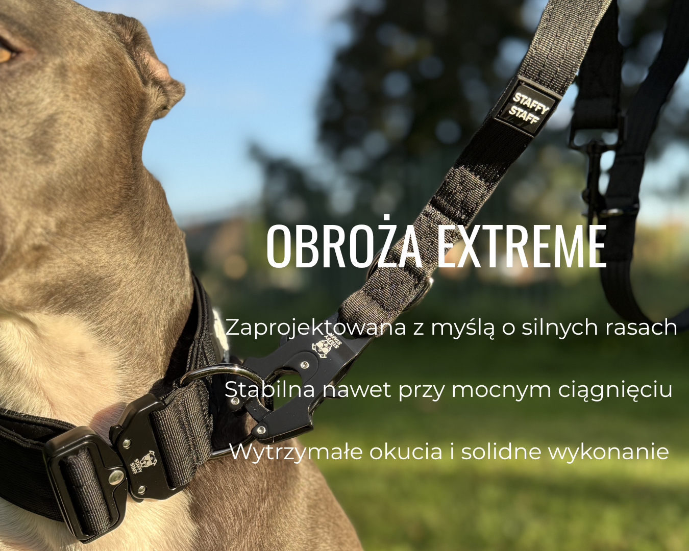 mocna obroża dla amstaffa