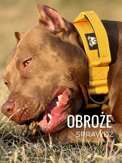 szeroka obroża dla bulteriera